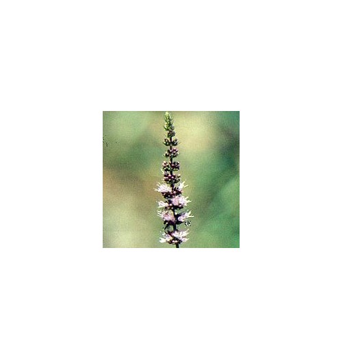 Menthe Pouliot*