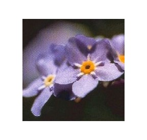 Myosotis*