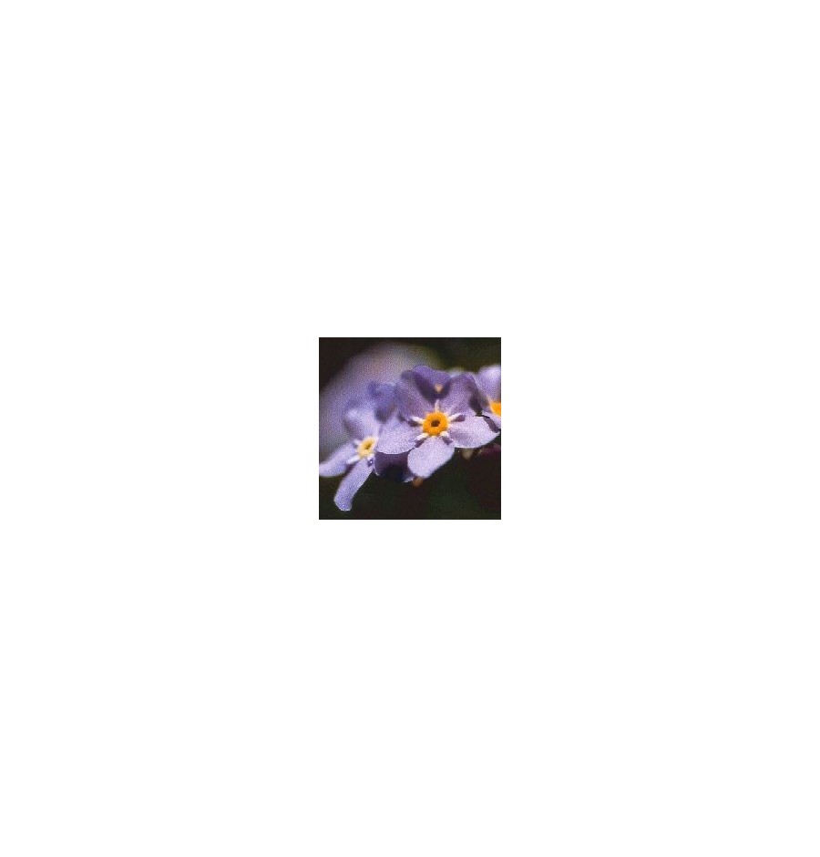 Myosotis* Myosotis*