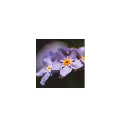 Myosotis*