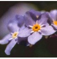 Myosotis élixir