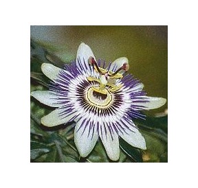 Passiflore*