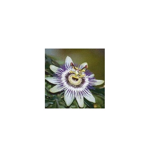 Passiflore*
