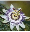 Passiflore*