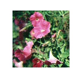 Pétunia*