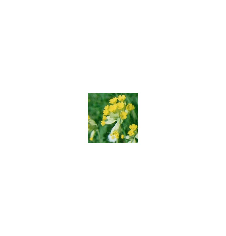 Primevère élixir Primevère élixir