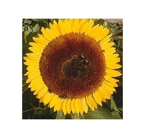 Tournesol*