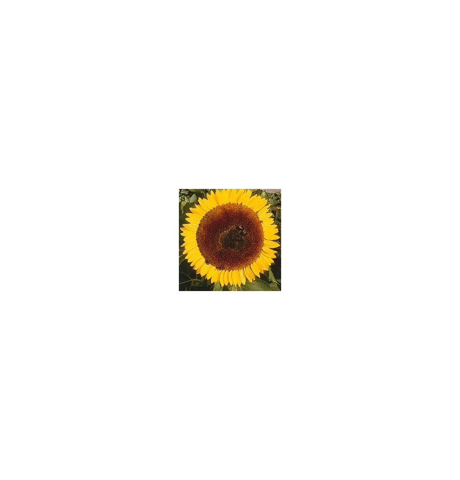 Tournesol*