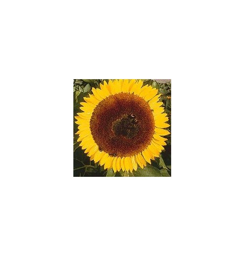 Tournesol*