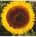 Tournesol*