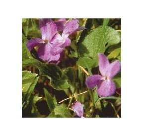 Violette*