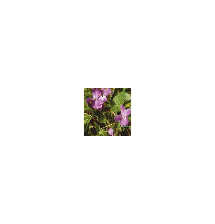 Violette* Violette*