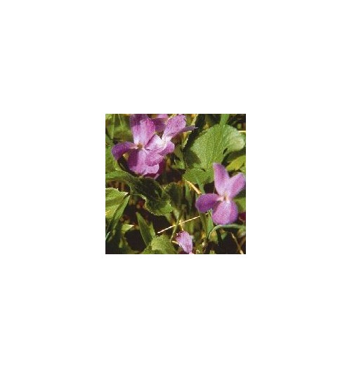 Violette*