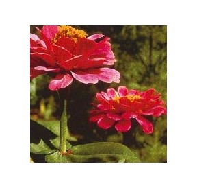 Zinnia*