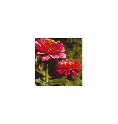 Zinnia*