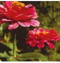 Zinnia élixir Zinnia élixir