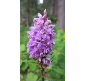 Orchis mâle*