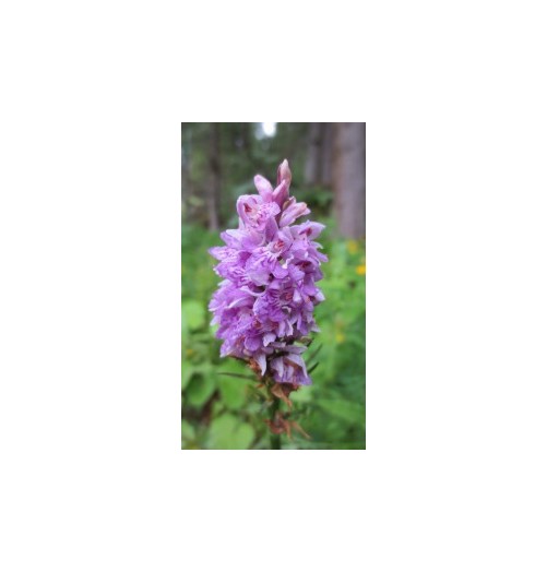 Orchis mâle*