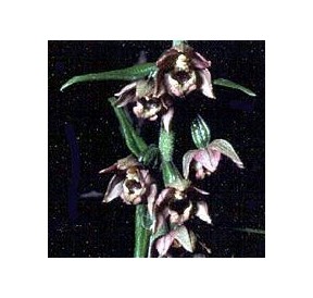 Epitactis à larges feuilles*