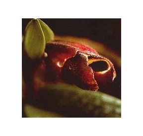 Past-Life Orchid*