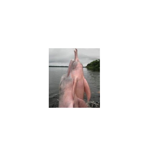 Dauphin Rose*