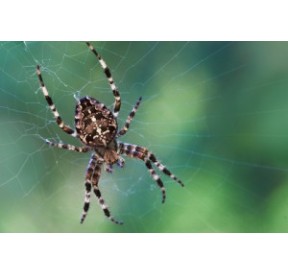 Araignée*