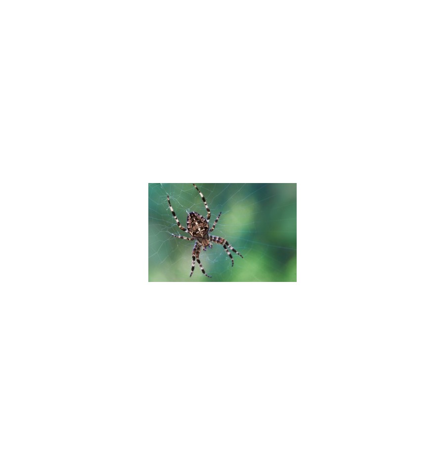 Araignée*