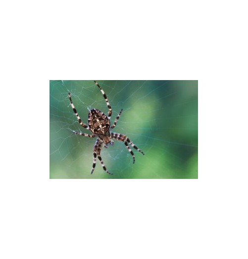 Araignée*