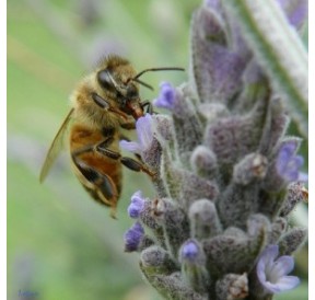 Abeille*