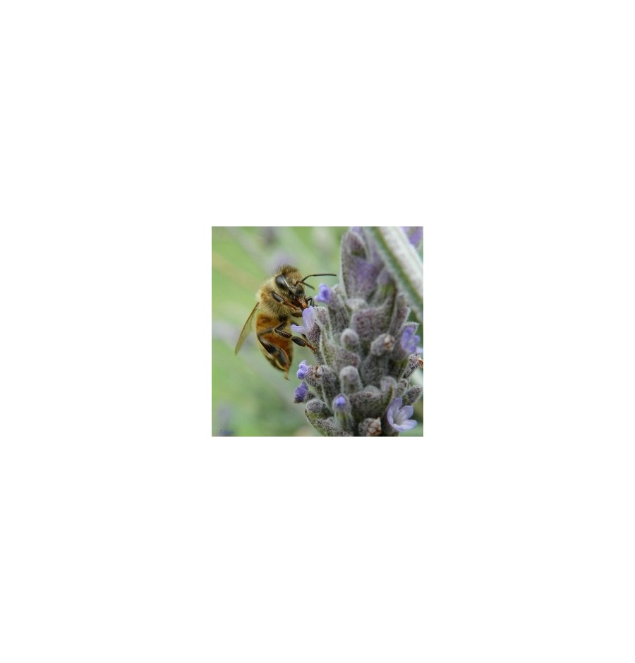 Abeille* Abeille*