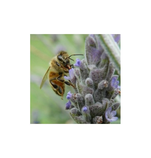 Abeille*