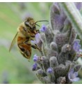 Abeille* Abeille*