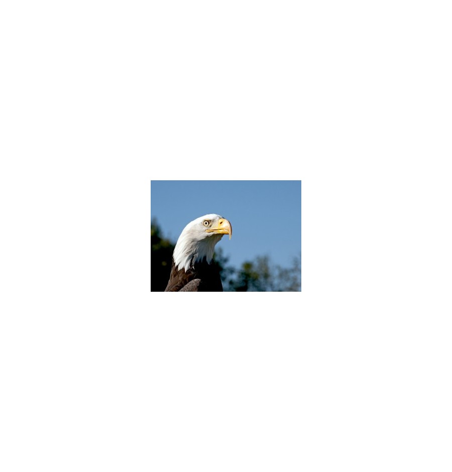 Aigle à tête blanche* Aigle à tête blanche*