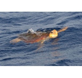 Tortue*