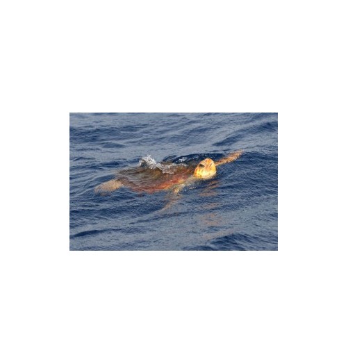 Tortue*