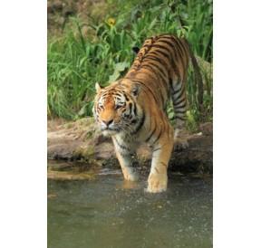 Tigre*