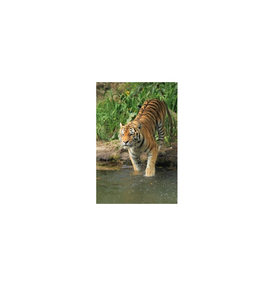 Tigre* Tigre*