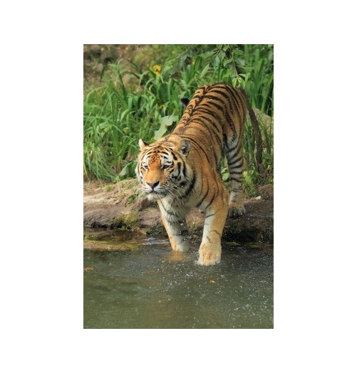 Tigre*