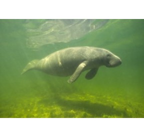 Lamantin*