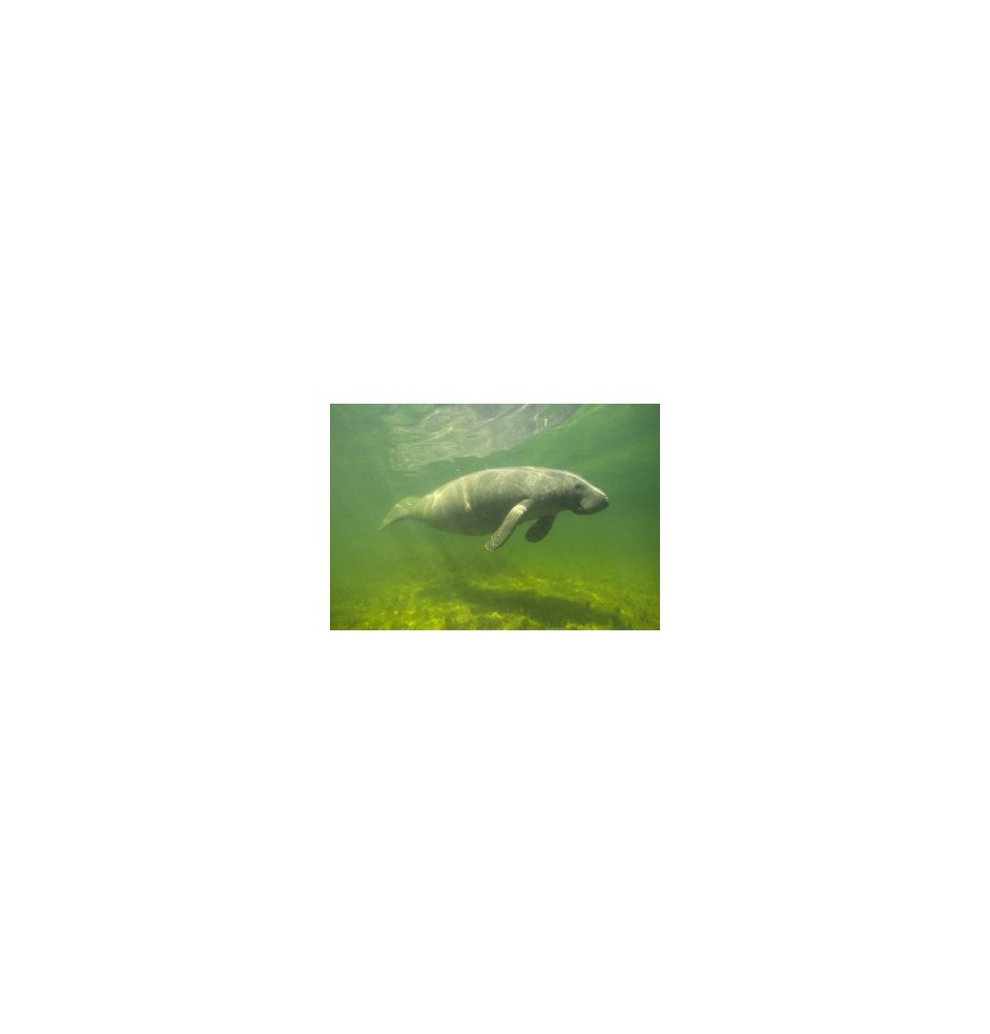 Vache de mer* Lamantin Vache de mer* Lamantin