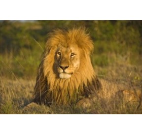 Lion*