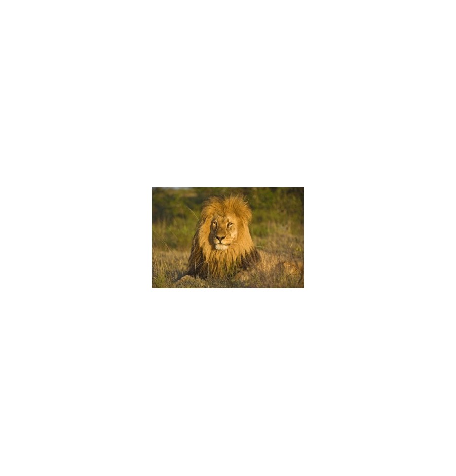 Lion* Lion*
