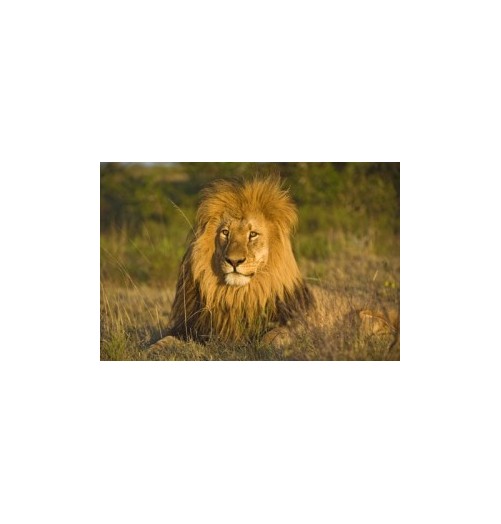 Lion*
