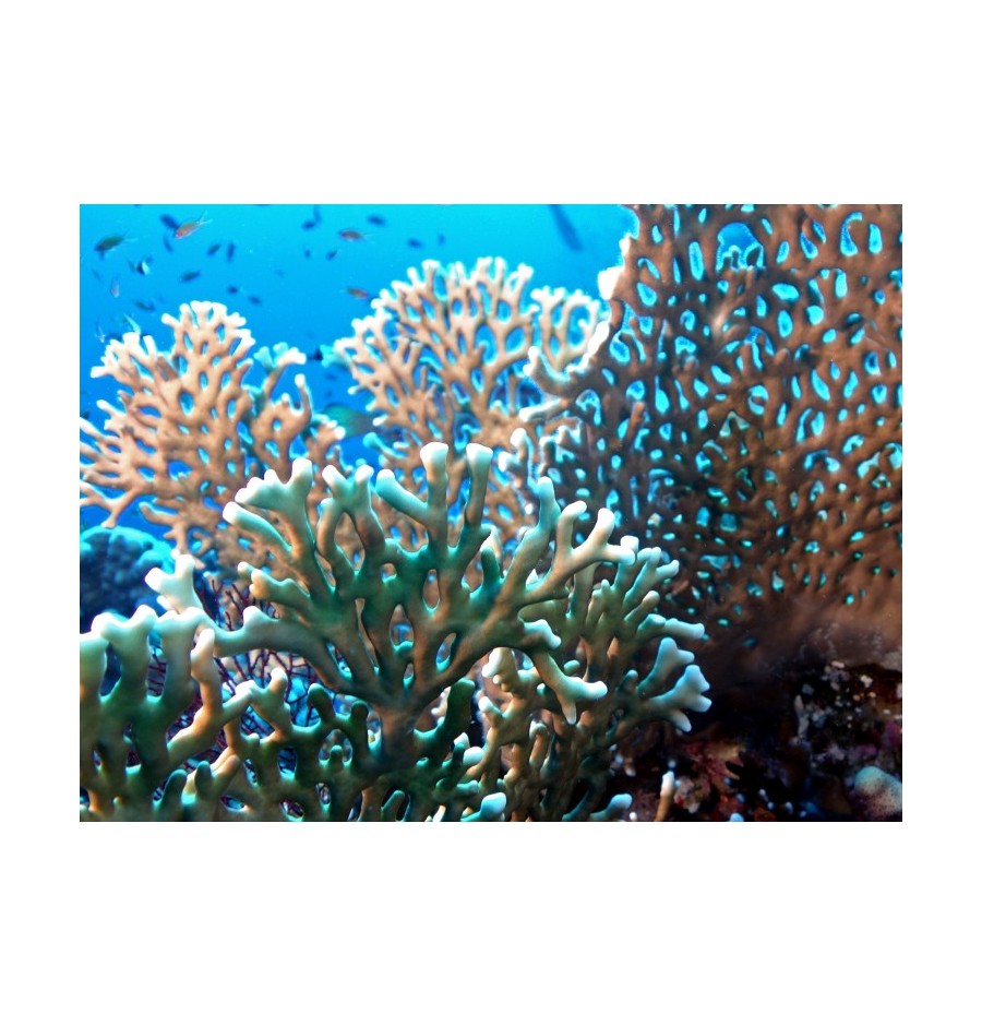 Corail de Feu (Fire Coral)* Corail de Feu (Fire Coral)*