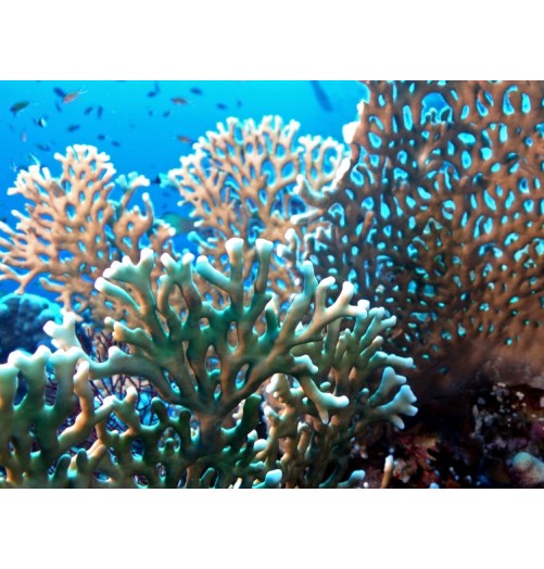 Corail de Feu*