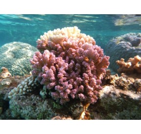Corail Digitiforme (Hood Coral)*