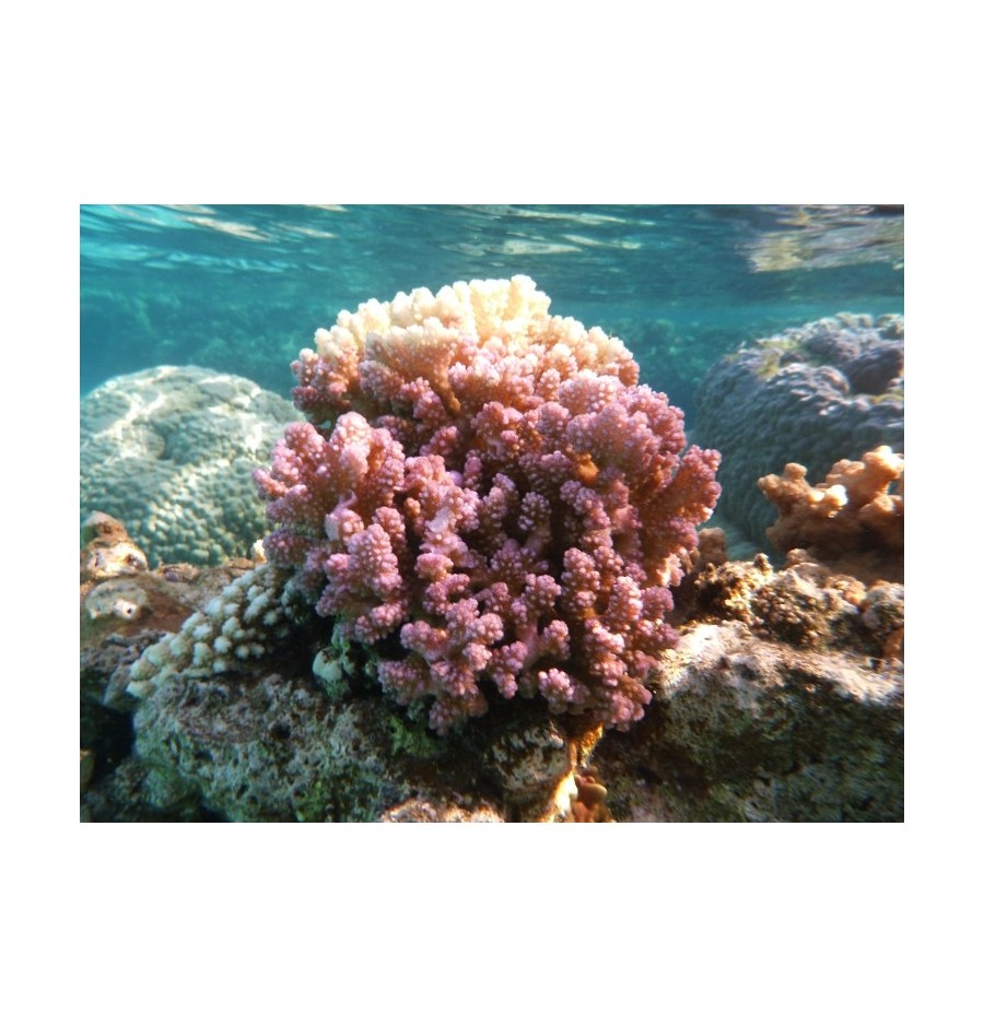 Corail Digitiforme (Hood Coral)* Corail Digitiforme (Hood Coral)*