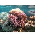 Corail Digitiforme (Hood Coral)* Corail Digitiforme (Hood Coral)*