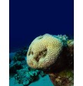 Corail Cerveau (Brain Coral)* Corail Cerveau (Brain Coral)*