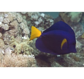 Poisson Ange Royal (Angel Fish)*